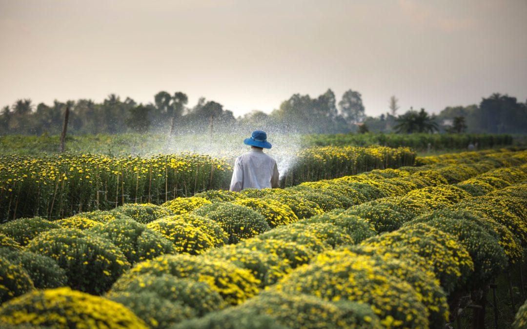 Pesticides : Elisabeth Borne dresse les contours du futur plan « Ecophyto 2030 »